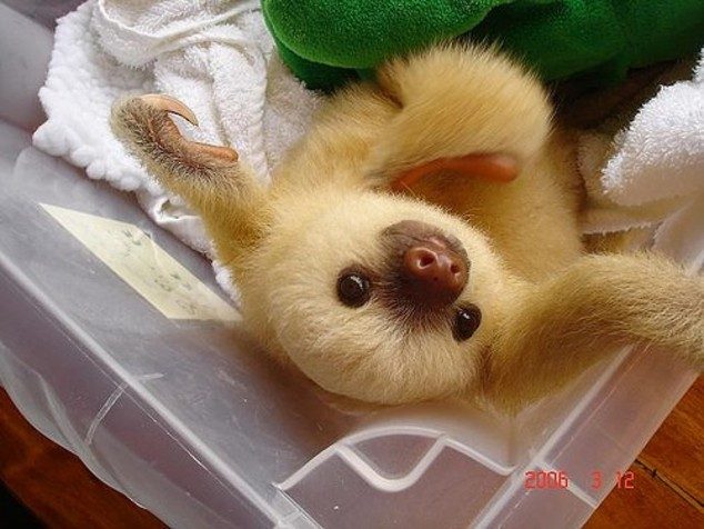 baby-sloth.jpg