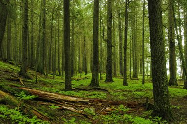 Mystery%20Forest-low.jpg