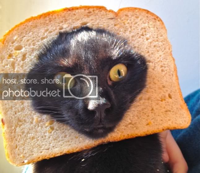 bread-cat-body.jpg