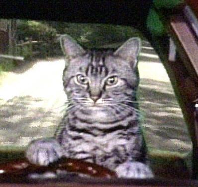 toonces_jpg_470x470_q100.jpg