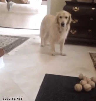 ImpressionableTenderBeardeddragon.gif