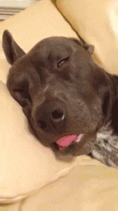 NnWCg1Z.gif