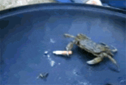 deal-with-it-crab-smoking-cigarette.gif