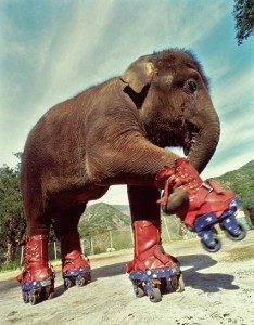 TarraSkates-234x300.jpg