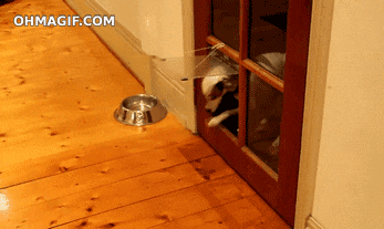 dumb-dog-exit-attempt-fail.gif