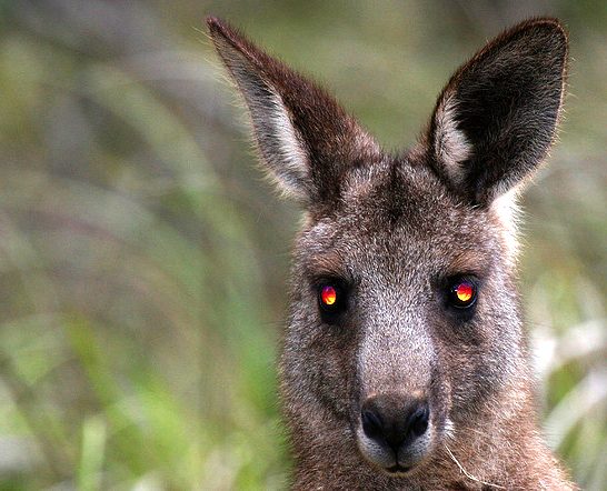 Evil-Kangaroo.jpg