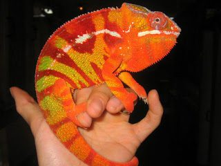 chameleon.jpg