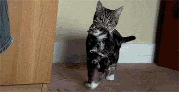 61.gif