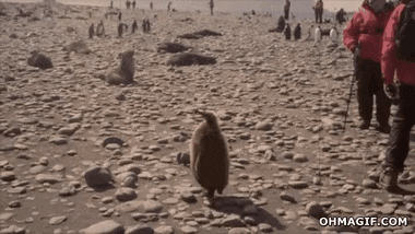 penguin-chick-fail.gif