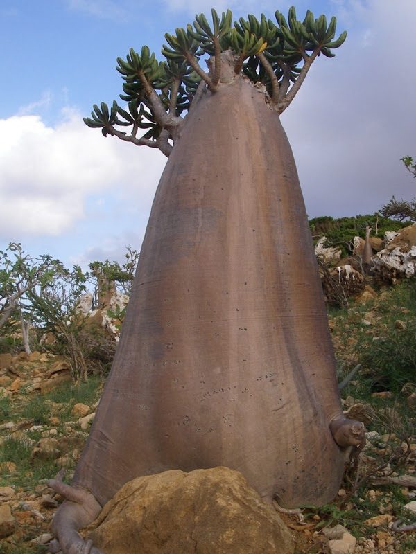 Socotra-Dessert-Tree-Bottle-Tree.jpg
