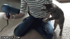 y9250.gif