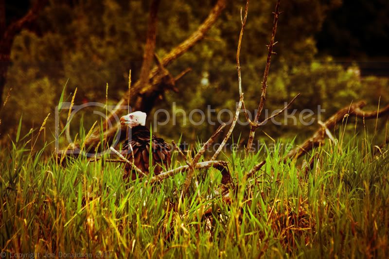 Long_Grass.jpg
