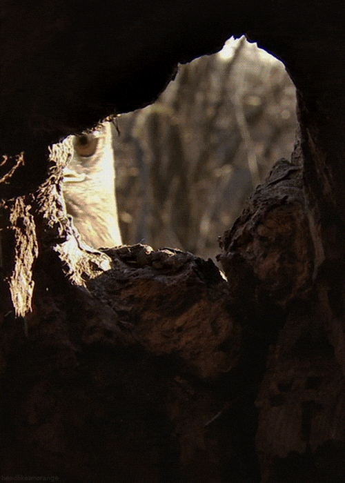 sem333_41.gif