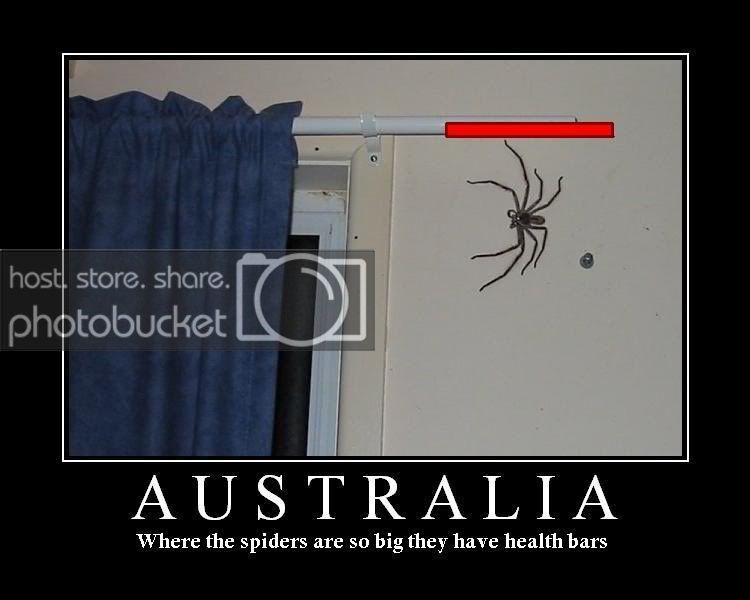 bigspider.jpg
