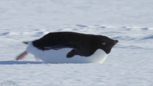 14-daily-gifdump-163.gif