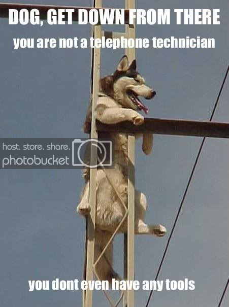 dog.jpg
