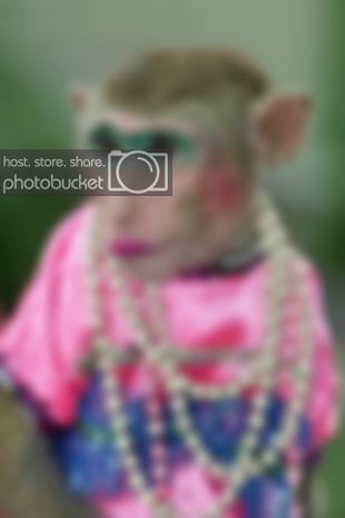 drag_queen_monkey_b.jpg