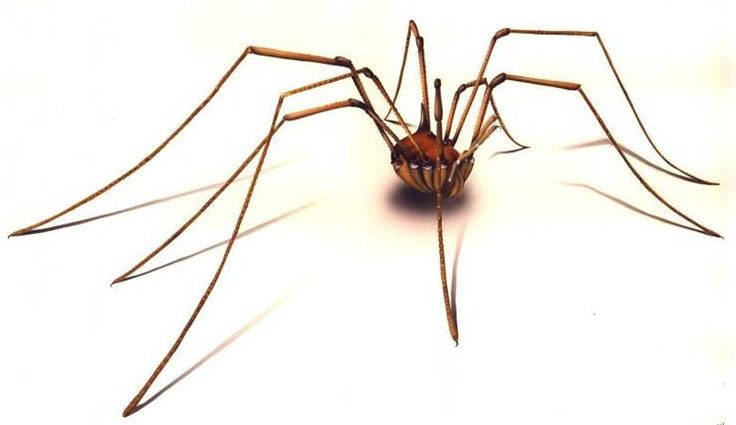 daddy_long_legs_lrg.jpg