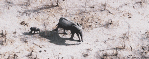 sasquatchpark.tumblr.gif