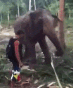 tumblr_mlmafqEv3j1qk1q9uo1_250.gif