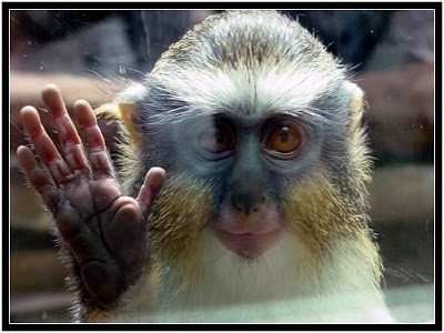 monkey.jpg