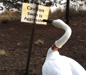 animation-dopeness-gifs-bro-12.gif