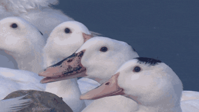 PHUyL6A.gif