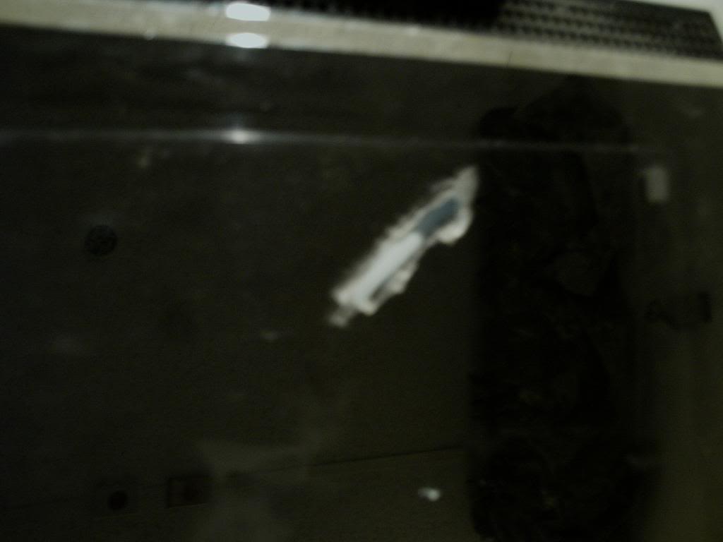 IMAG0333-1.jpg