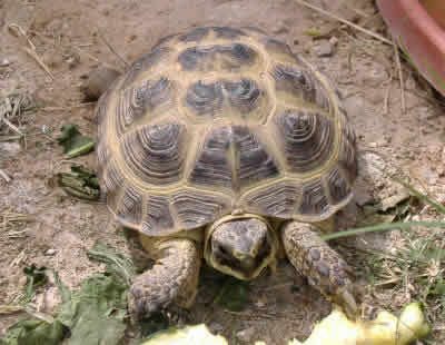 RussianTortoiseWHTTo_Ap7To.jpg