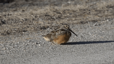1*jcc4u674m5_TCF9eHST24w.gif