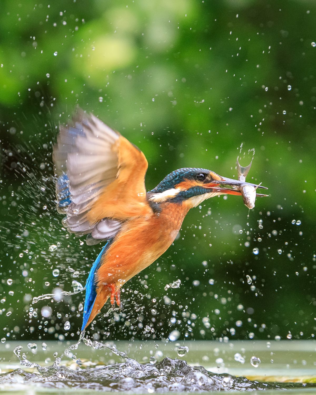 Stunning-Capture-of-Kingfisher-Catching-a-Fish-janet-smith.jpg