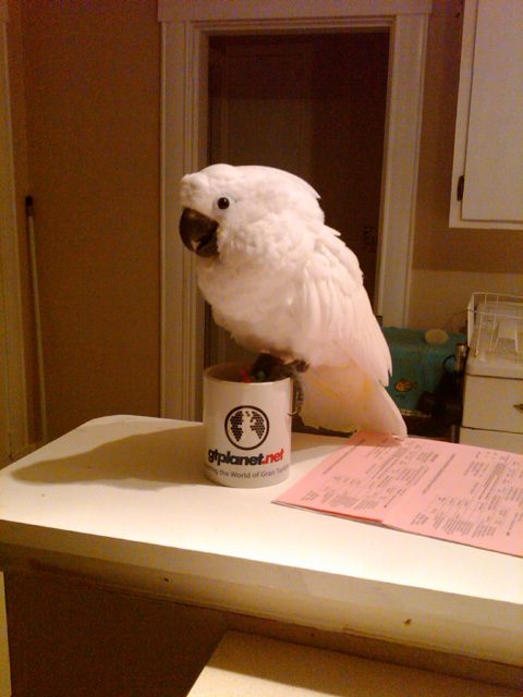 DA_zephyr_gtpmug.jpg