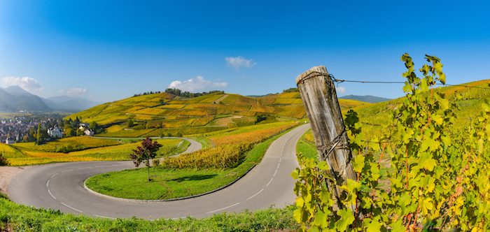Route_des_vins_Alsace.jpeg