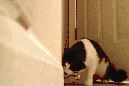 12-daily-gifdump-120.gif
