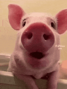 pig-pig-funny.gif