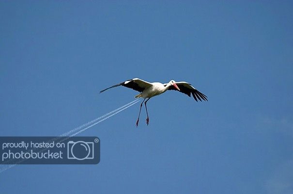 bird_zps9e5ab8be.jpg