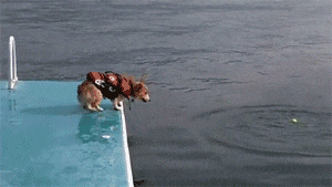 CYNy2.gif