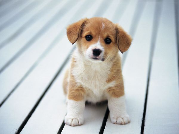 a-baa-begging-face.jpg