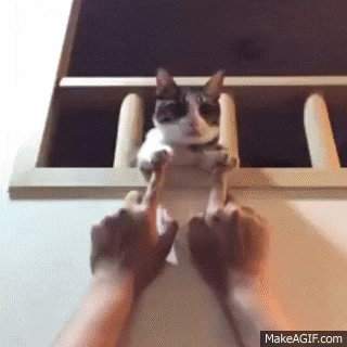 dXvdHqC.gif