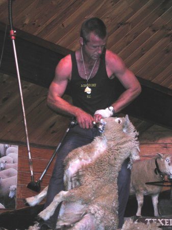 shear3.jpg