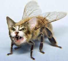 evilkitty.jpg