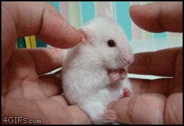 omg_mouse.gif