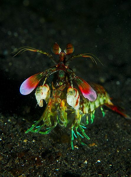 444px-Mantis_shrimp_from_front.jpg