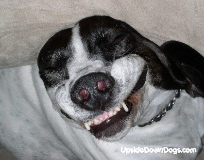mo-the-pointer-mixed-breed-dog-420x330.jpg