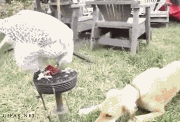 06-daily-gifdump-47.gif