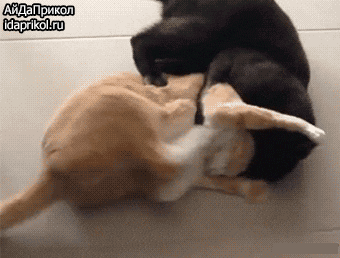 ac7107562e085d4ea2405295fc15b761dba242b7d33c8be1cc13b8a5592f351b_1.gif