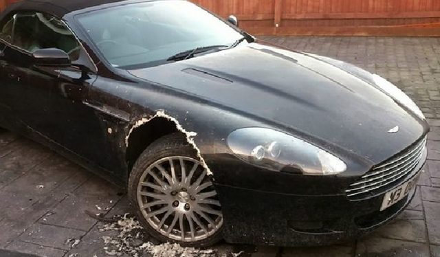 DB9dog.jpg
