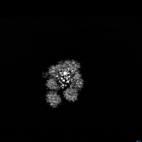 Guess_br2_zpsa332a017.gif