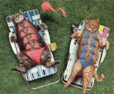 164catbikini.jpg