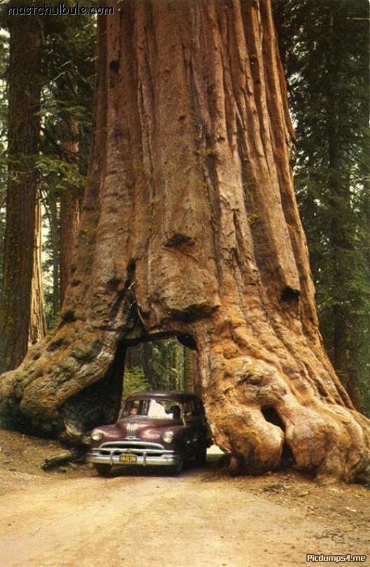 large_tree_root.jpg